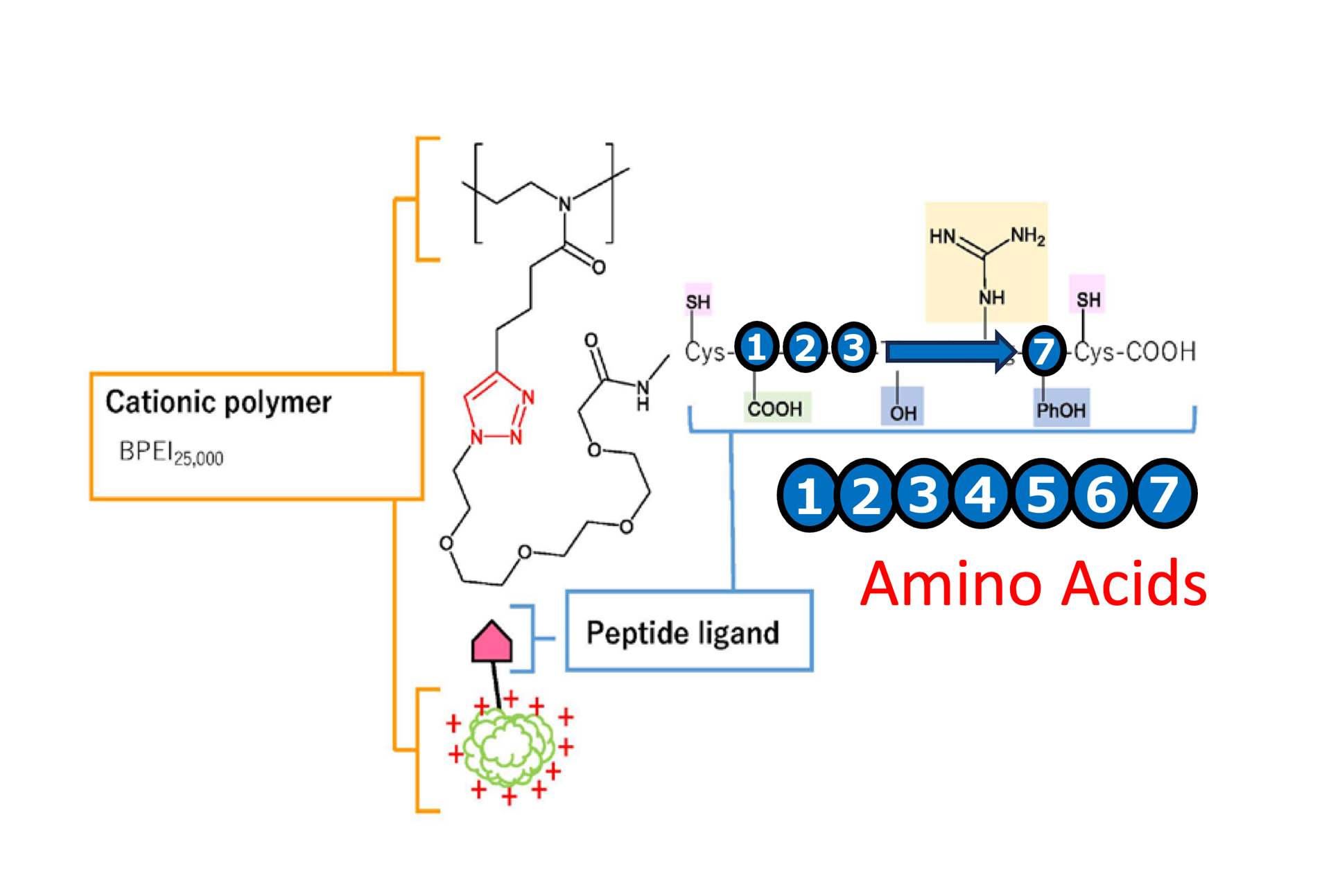 7-digit amino acid sequences