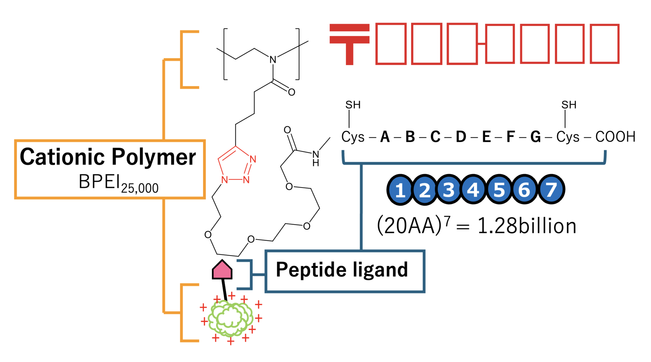 Biozipcode (7-digit amino acid sequence)