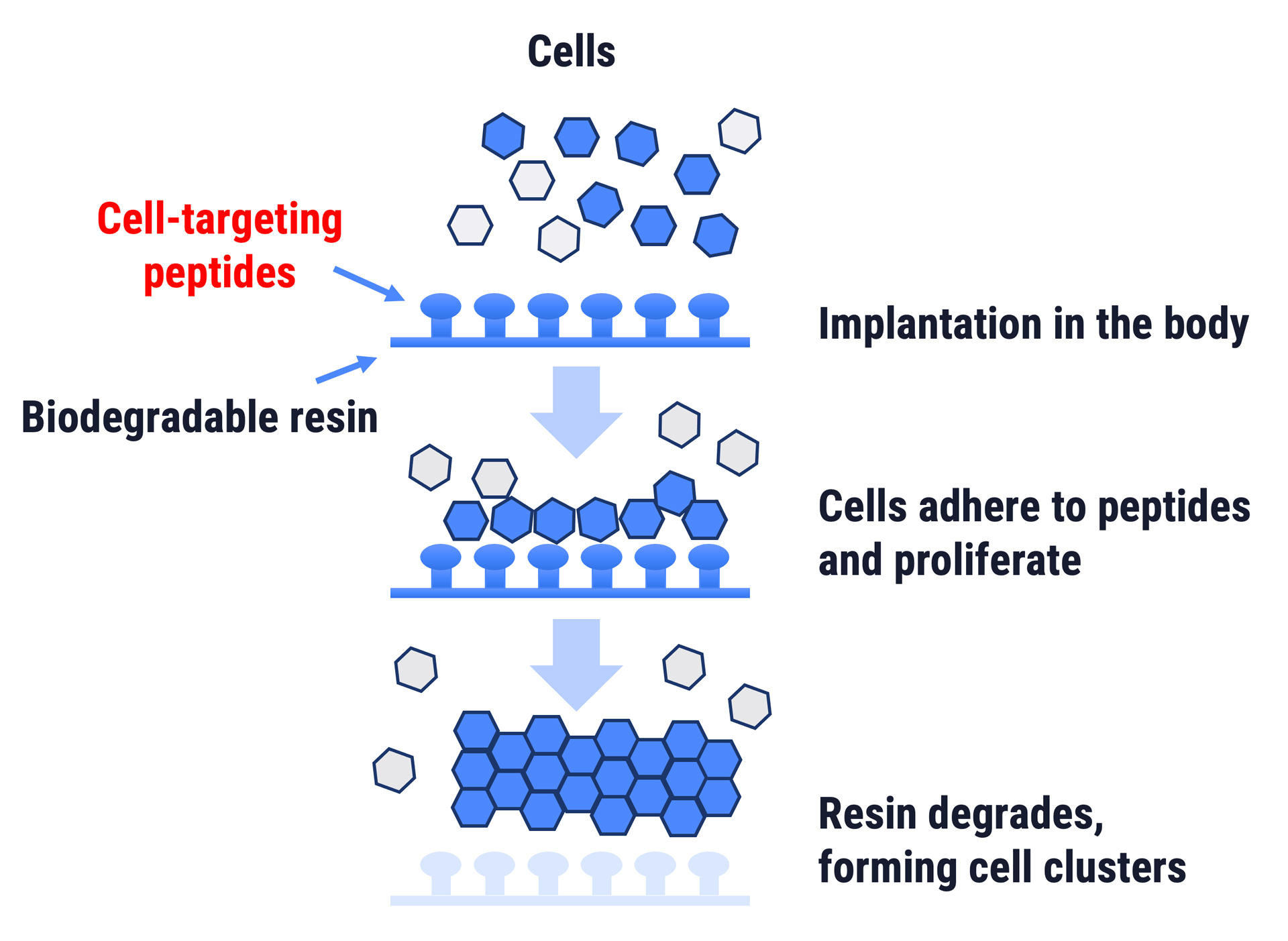 Tissue Regeneration Through Cell Targeting